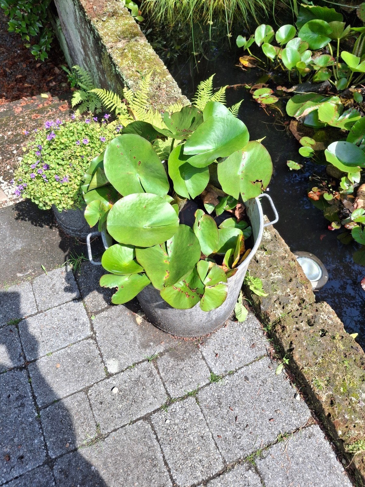 Waterlelie planten, Ophalen