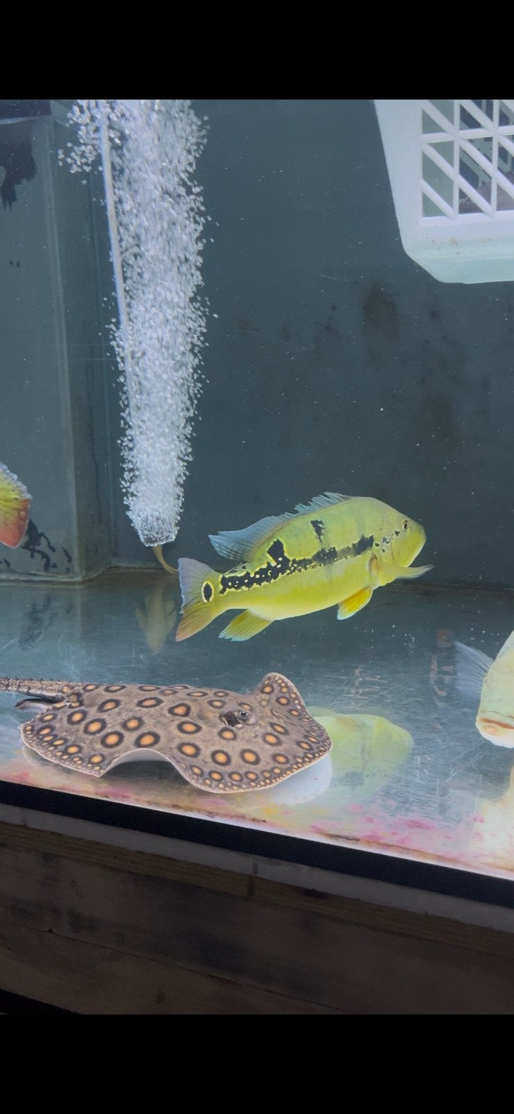 potamotrygon motoro hybride 25/30 cm disc, Vis