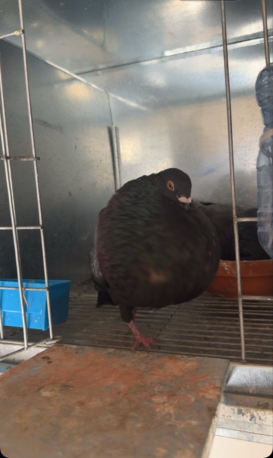 Gaditano doffer andalucci, Dieren en Toebehoren, Vogels | Duiven, Mannelijk