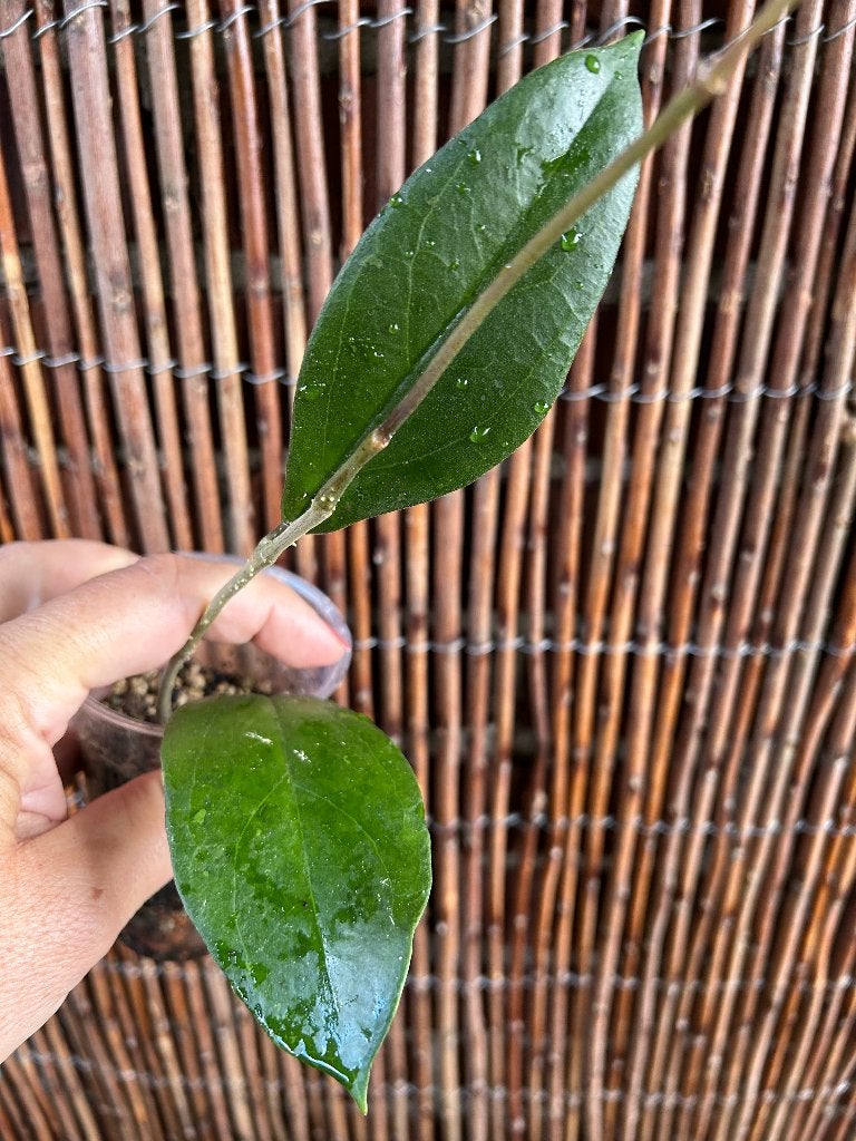 Hoya Lambii🪴, Overige soorten, In pot, Minder dan 100 cm, Bloeiende kamerplant