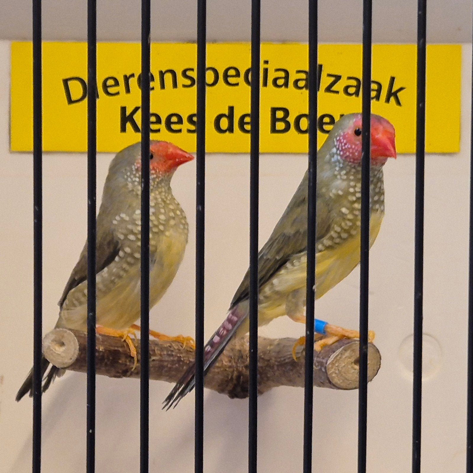 koppel binsen astrilde, Dieren en Toebehoren