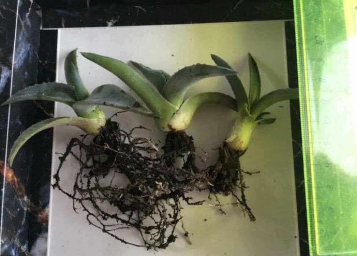 Biologische leuke Blauwe Agave Americana planten/stekjes, Ophalen, Minder dan 100 cm, In pot, Cactus
