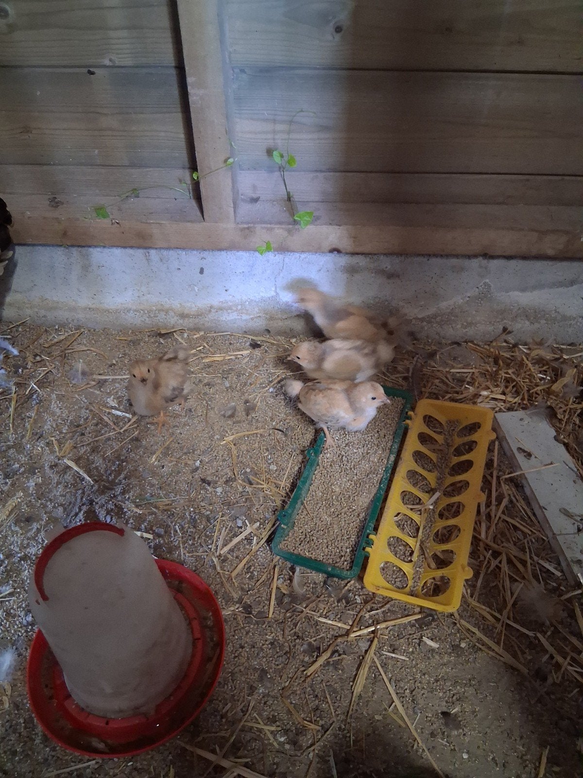 Kuikens wyandotte kriel buff, Dieren en Toebehoren, Pluimvee, Meerdere dieren, Kip