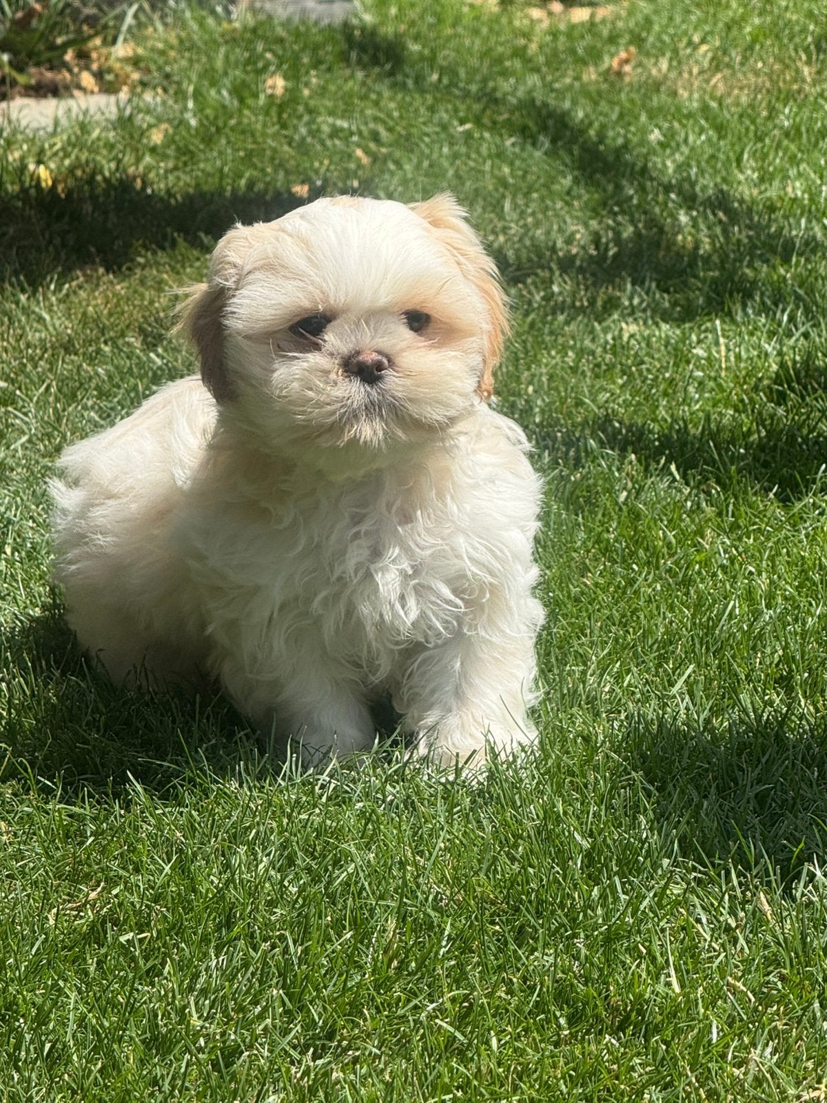 Lhasa apso pupjes, Dieren en Toebehoren, Parvo, België, Overige rassen, 8 tot 15 weken