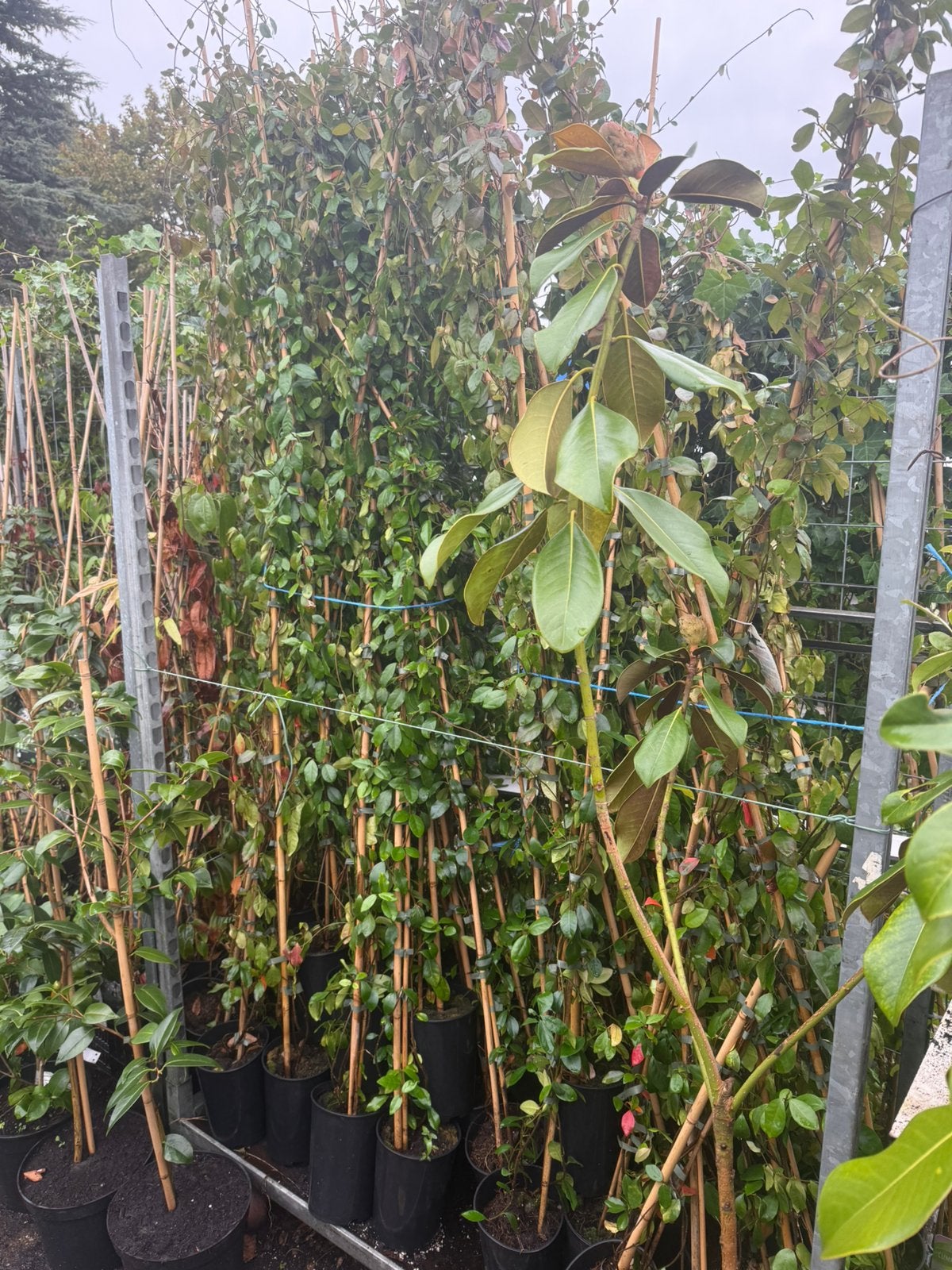 Stunt goedkoopste van marktplaats gele jasmijn 2m nu 12,-pst, Tuin en Terras, Ophalen, Volle zon, Vaste plant, Klimplanten