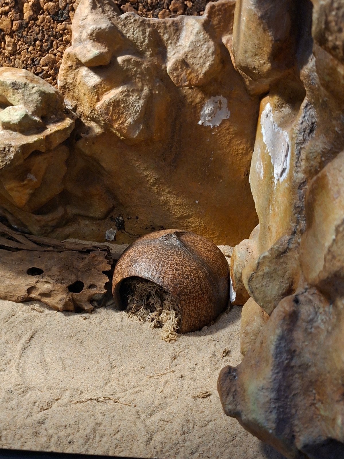 Luipaardgekko met Terrarium Leopard Gecko photo 7