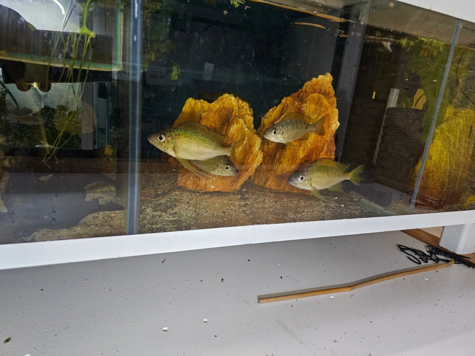Tanganyika cicliden (vedervinnigen), Dieren en Toebehoren, Vissen | Aquariumvissen, Vis