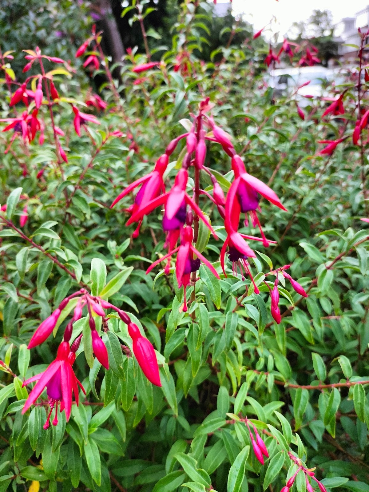 Fuchsia stekken, winterhard, aantal bloeit al, €2,50 per pot, Volle zon, Vaste plant, Zomer, Ophalen