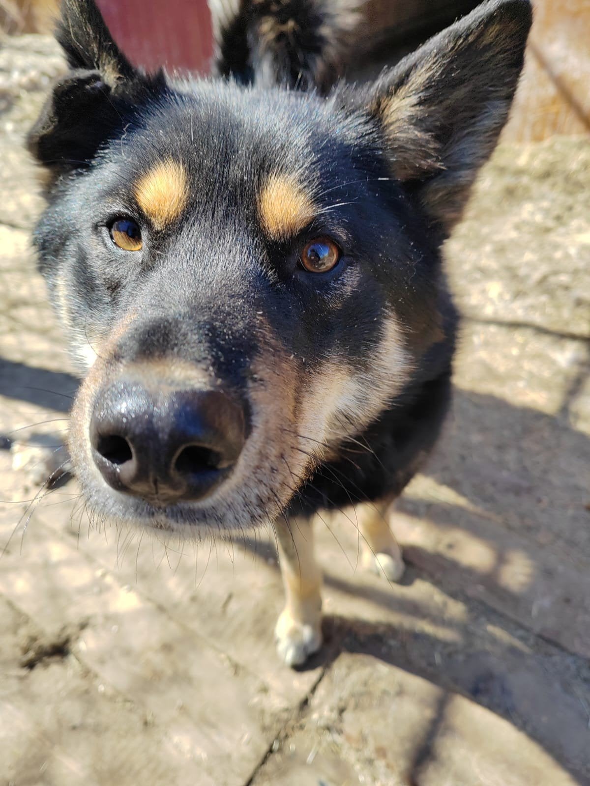 Adoptie honden asielhond herplaatser, Handelaar, 1 tot 2 jaar, Buitenland, Poolhond