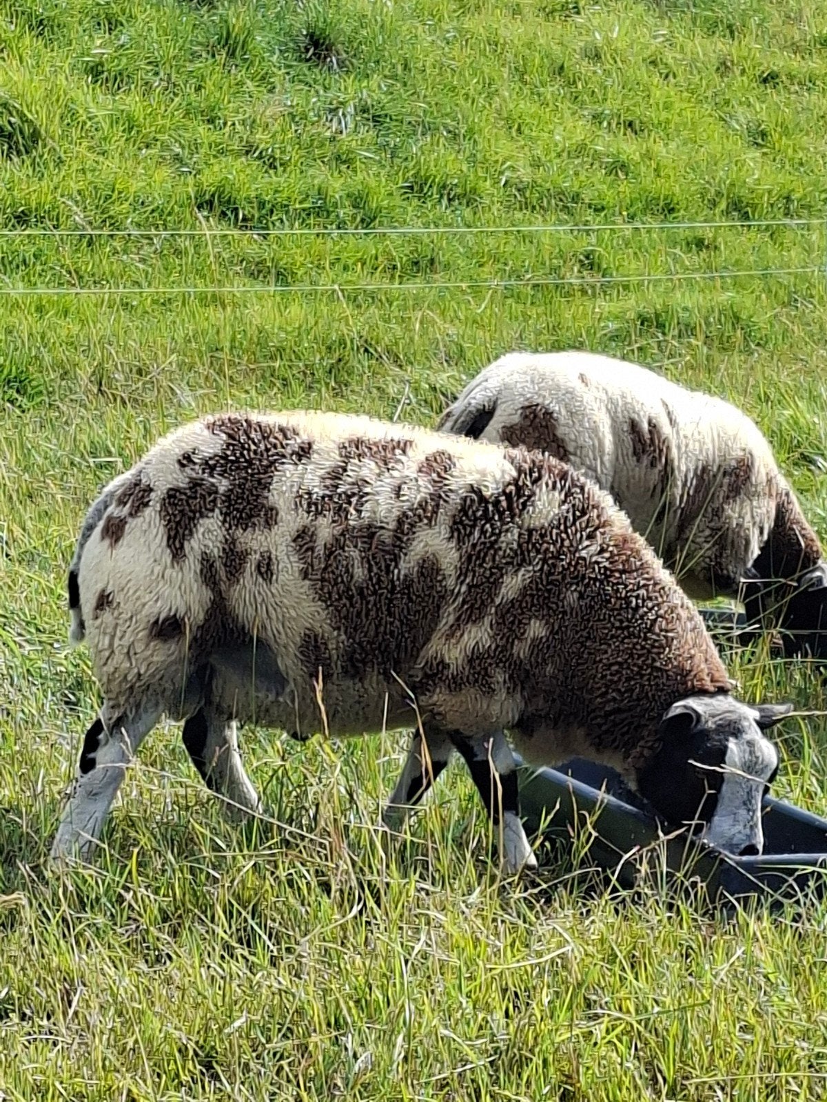 zeer luxe bonte dekrammen rammen zwoegervrij dekram ram, Dieren en Toebehoren, Schapen, Geiten en Varkens, Mannelijk, Schaap, 0 tot 2 jaar