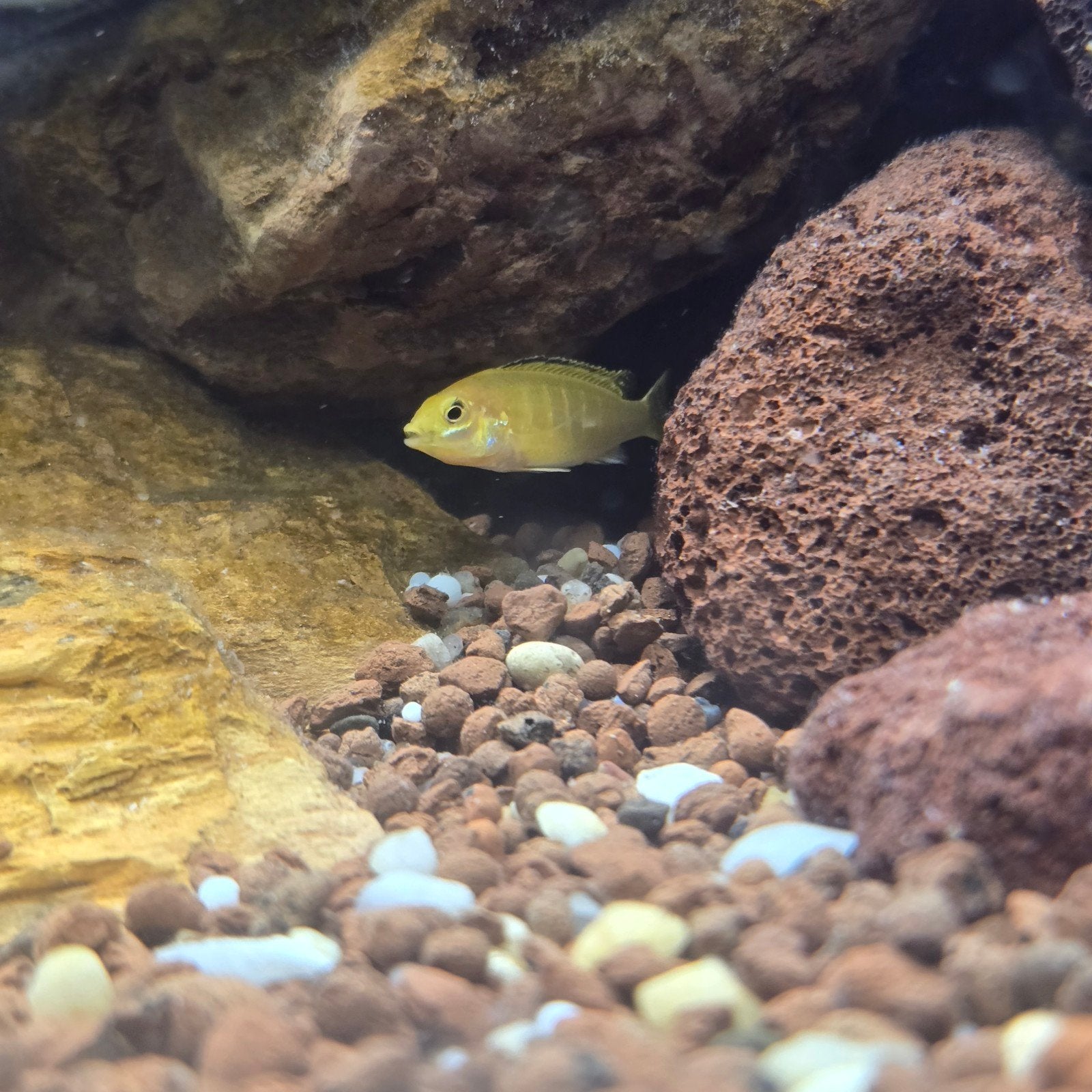 jonge yellow lab cichliden €2,99, Dieren en Toebehoren, Vissen | Aquariumvissen, Vis
