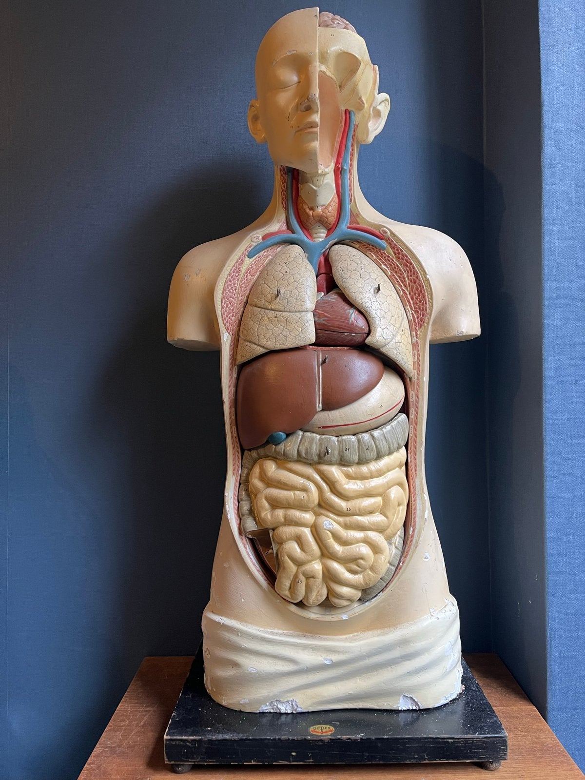 Vintage Anatomisch Model Menselijk Torso - Dedex, Ophalen of Verzenden, Gebruikt