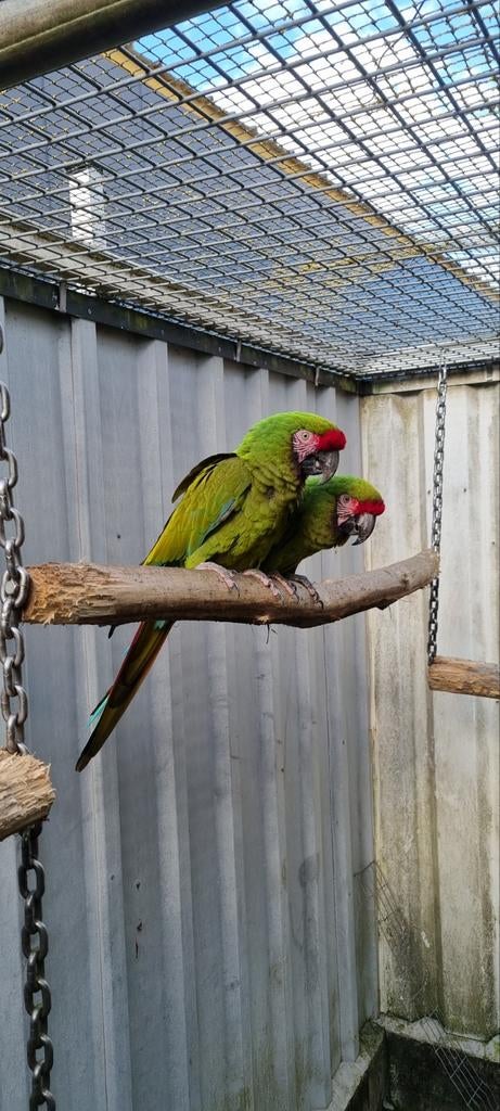 Koppel Ara Militaris, Meerdere dieren, Papegaai
