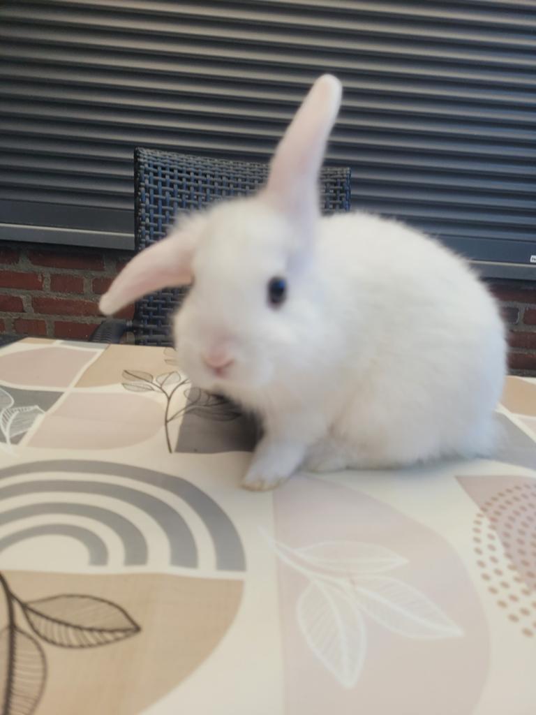 leeuwenkop konijntjes met hang oren, Dieren en Toebehoren, Konijnen, Meerdere dieren