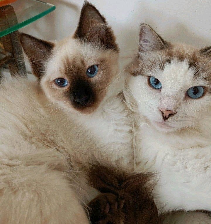 Twee lieve Ragdolls liefst samen op zoek naar avontuur, Dieren en Toebehoren, Meerdere dieren, Ontwormd, 0 tot 2 jaar