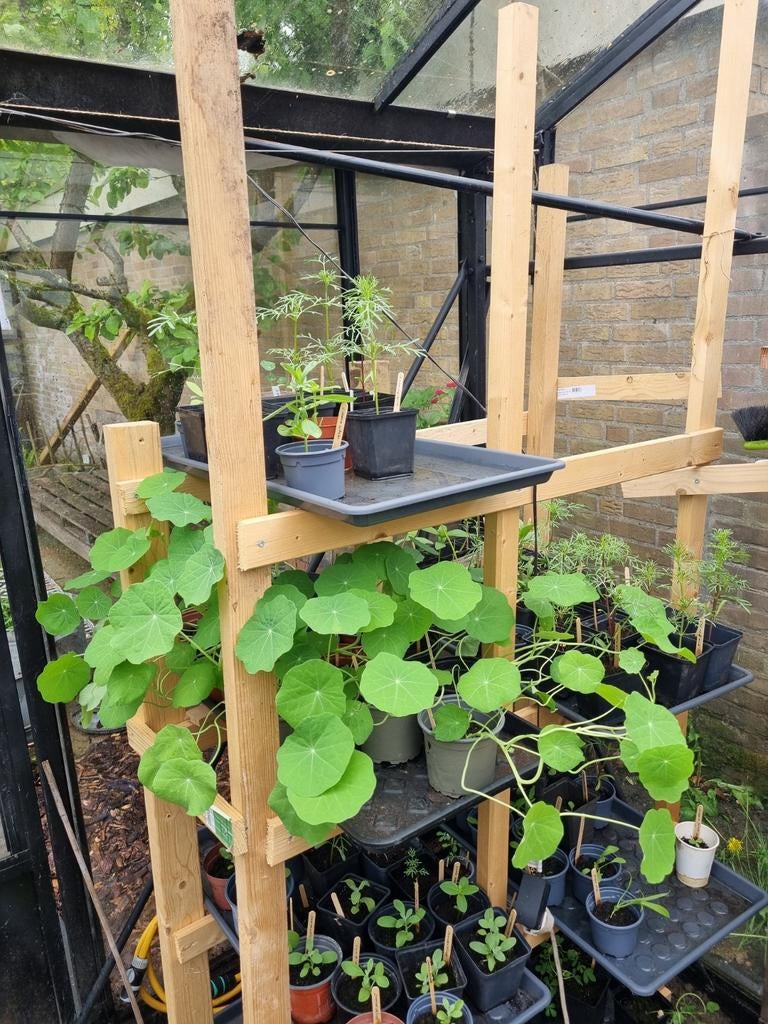Lentefair, plantjes. Moederdag, Ophalen