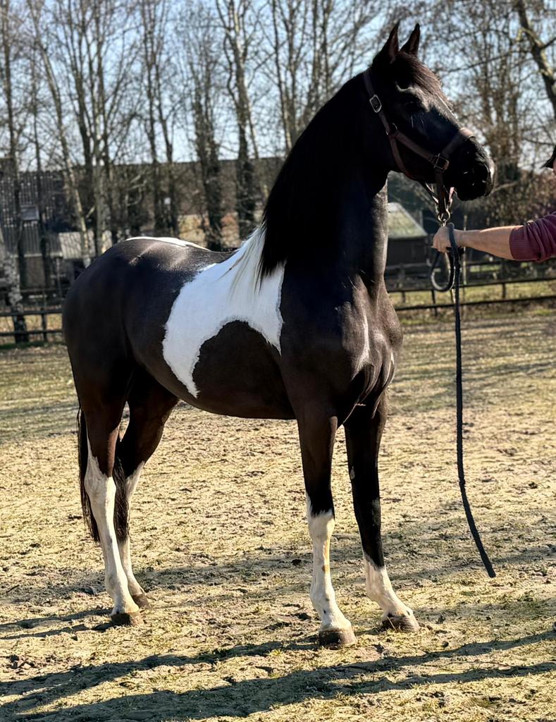 Mooie Barock Pinto merrie, Merrie, Dressuurpaard