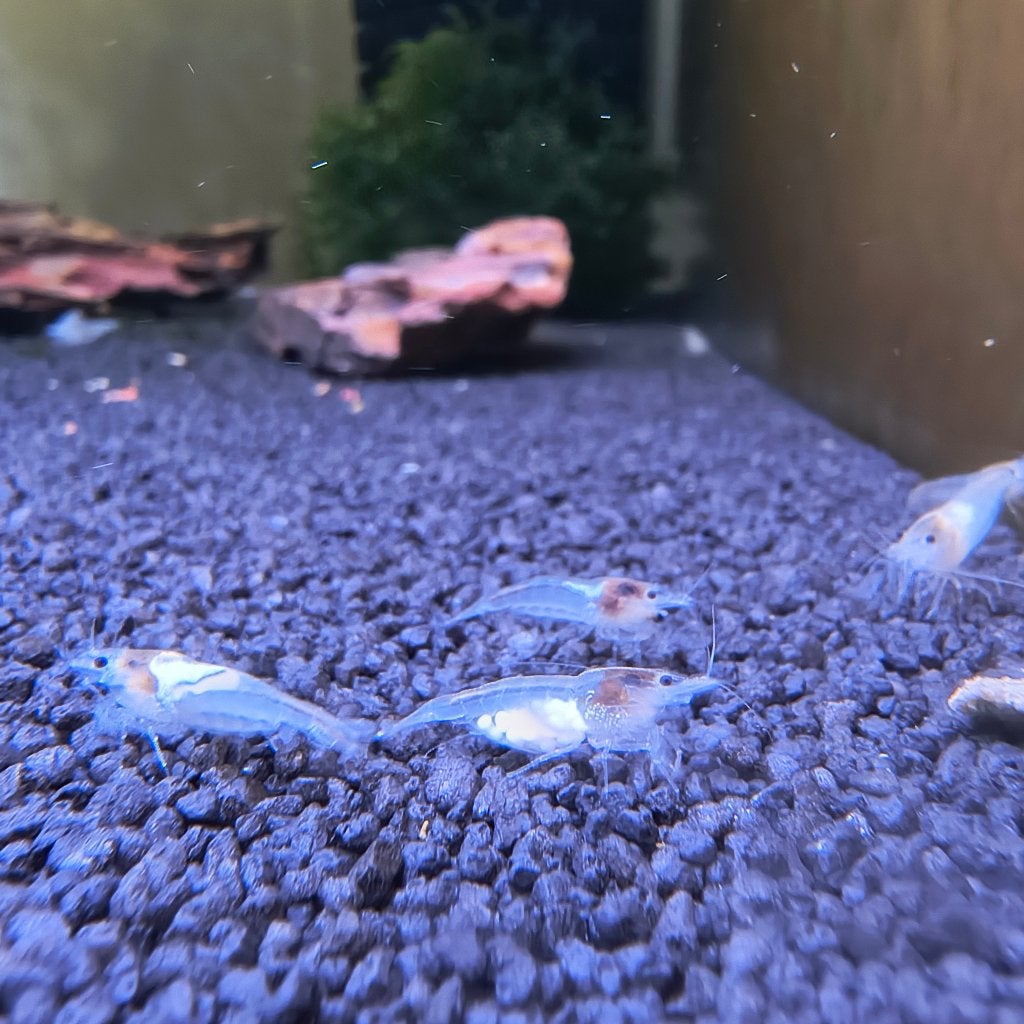 White Pearl garnalen, Dieren en Toebehoren, Vissen | Aquariumvissen, Kreeft, Krab of Garnaal, Zoetwatervis