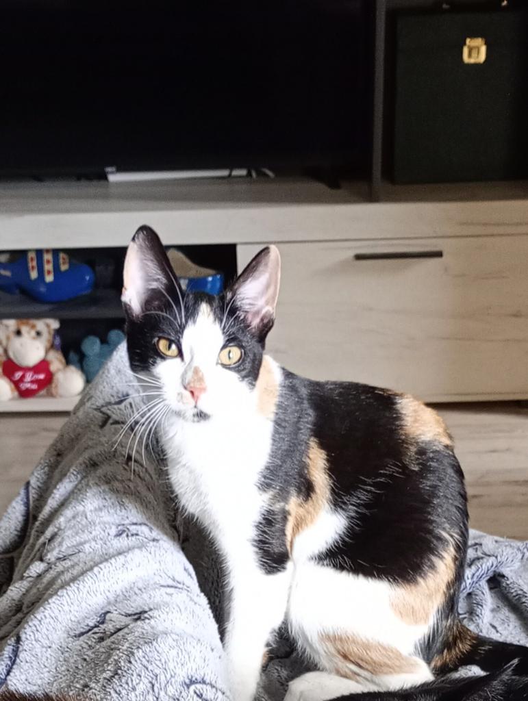 Drie kleurige poesje, Poes