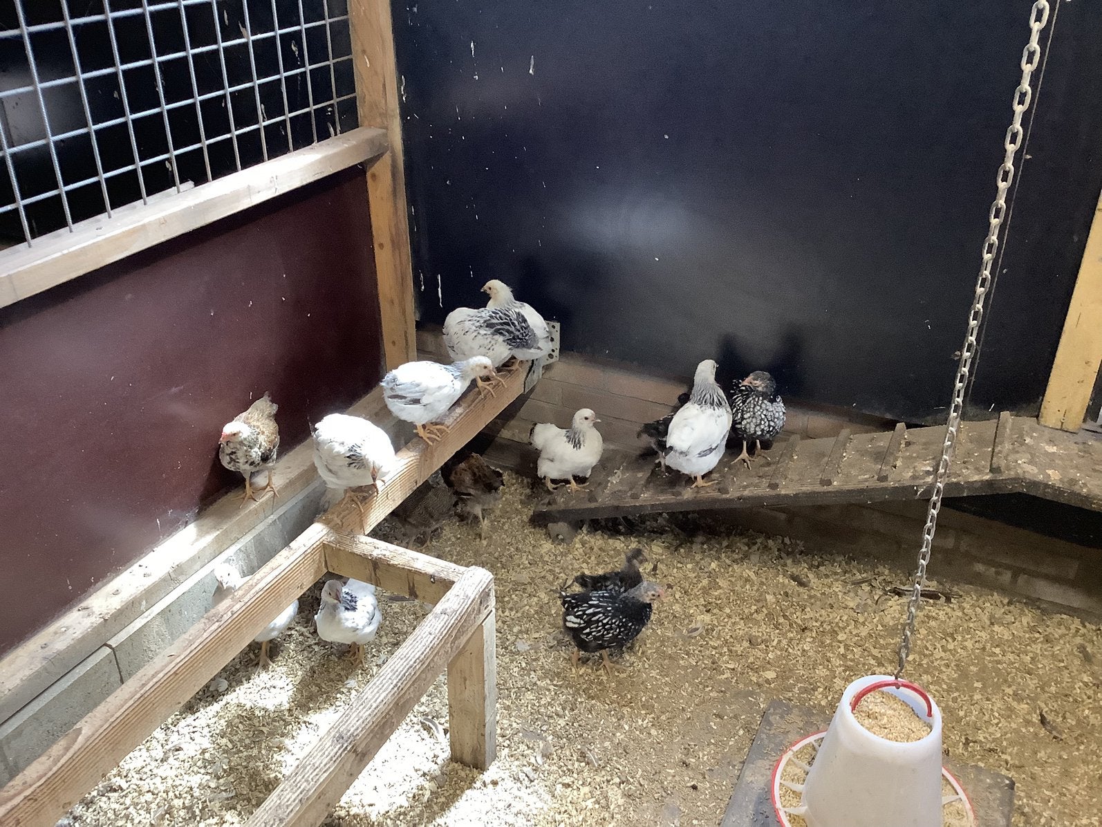 Te koop Wyandot kuikens, Meerdere dieren, Kip