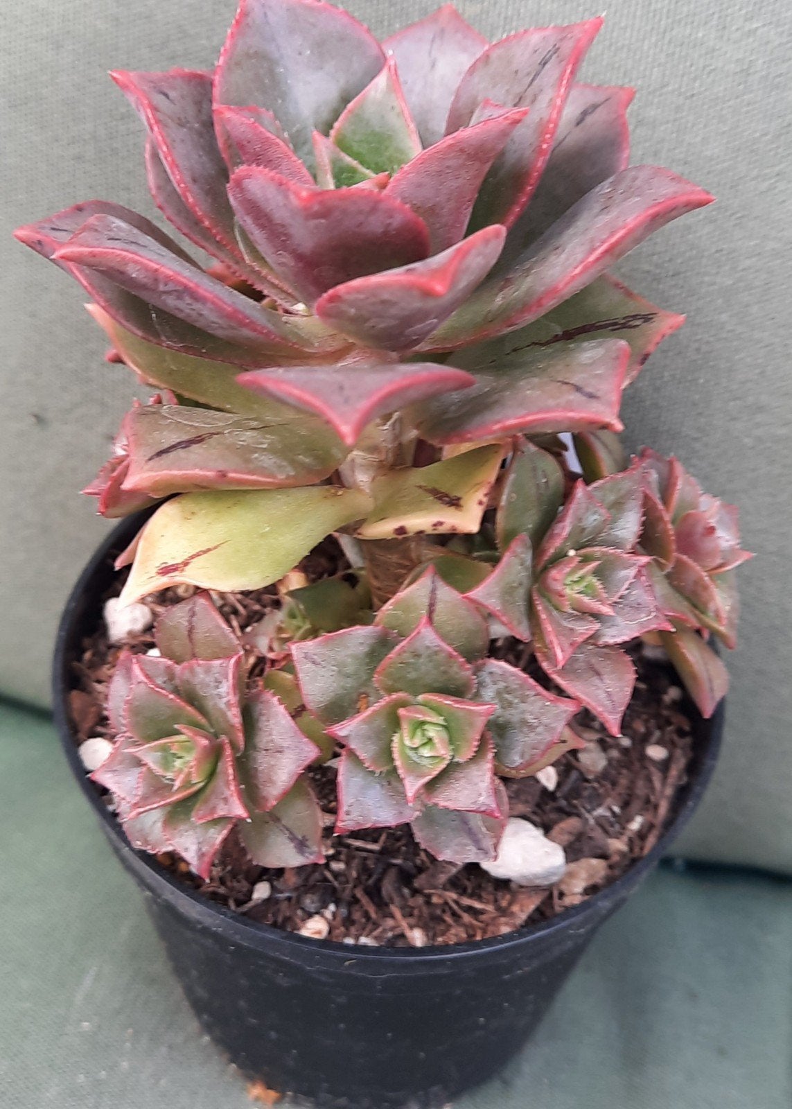 Aeonium Anne Kunkel, Vetplant, Ophalen of Verzenden, Minder dan 100 cm, Volle zon
