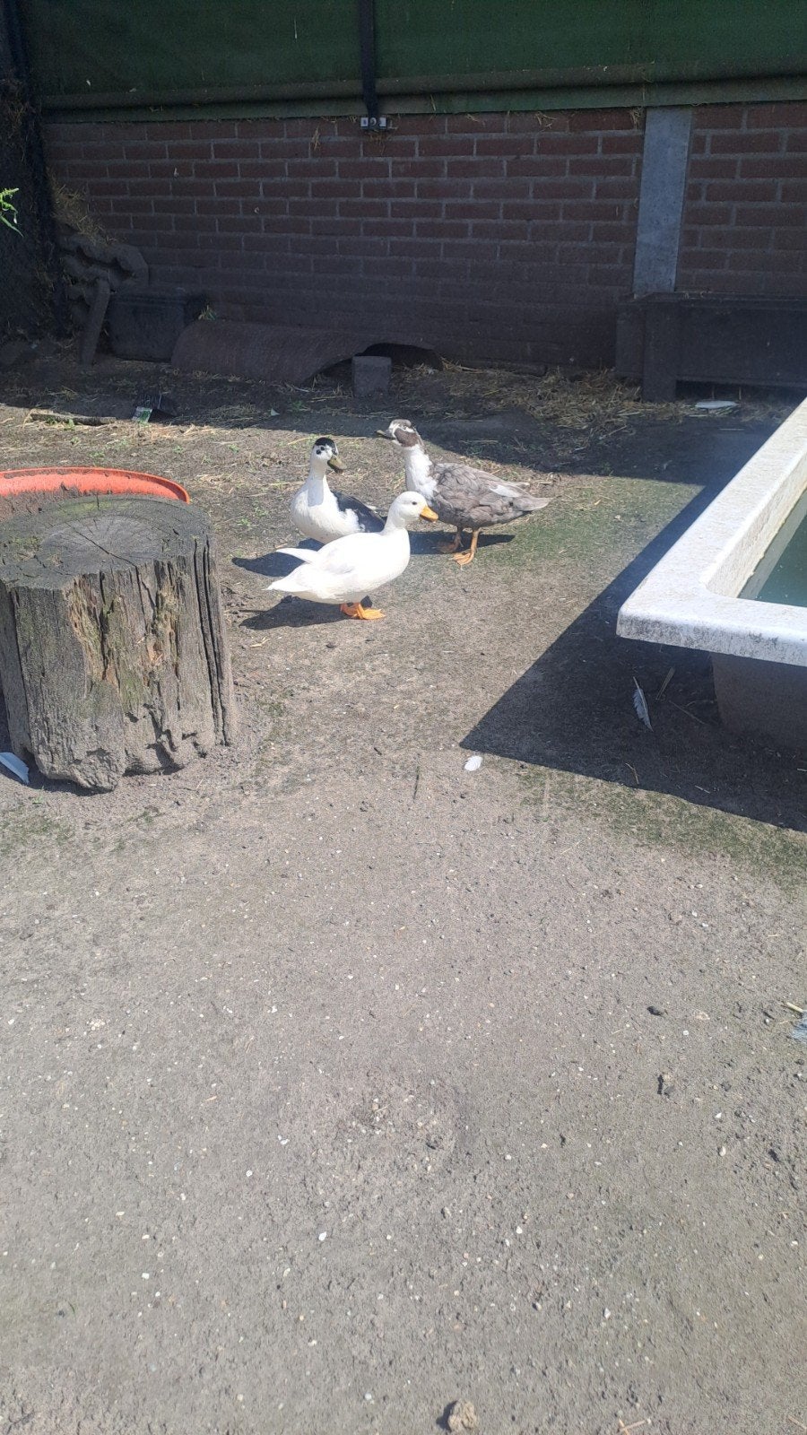 Kwaker eendjes, Meerdere dieren, Eend