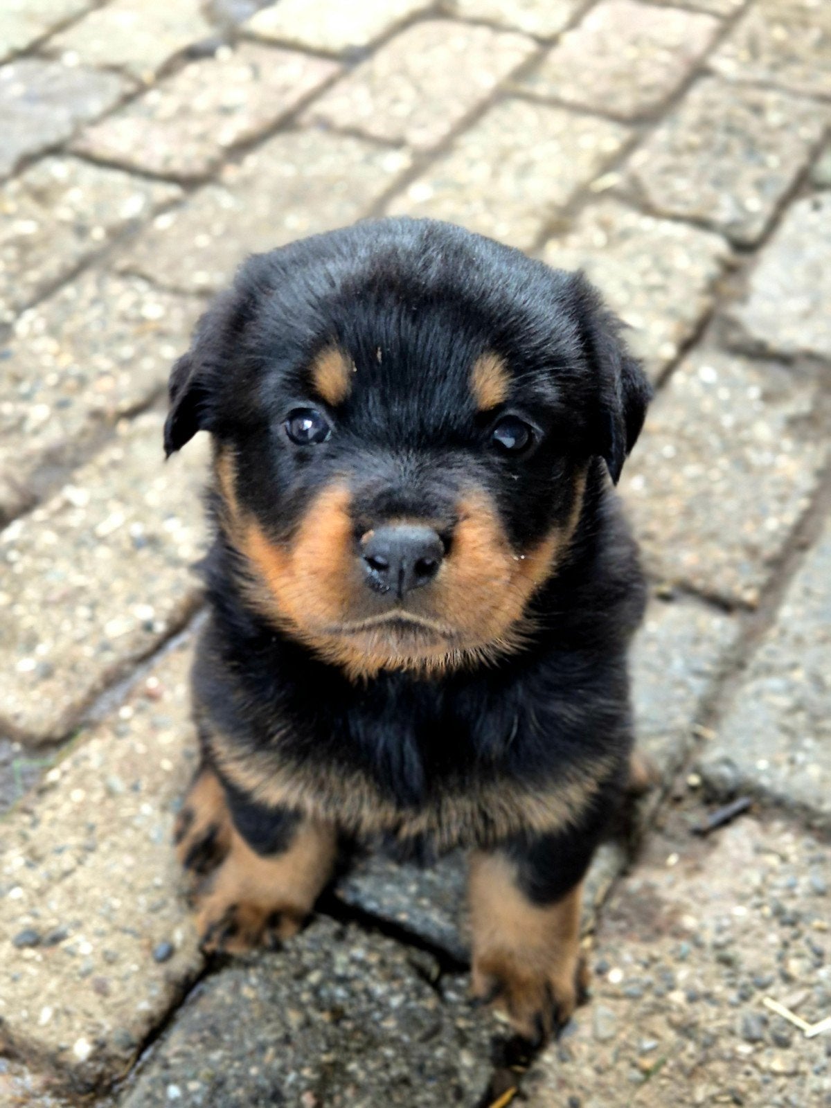 mooie rottweiler pups, 8 tot 15 weken, Meerdere, Meerdere dieren, Rottweiler