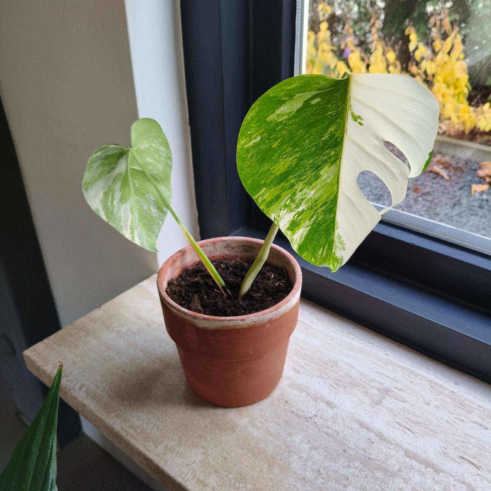 Monstera Deliciosa Variegata kamerplanten, Huis en Inrichting, Ophalen
