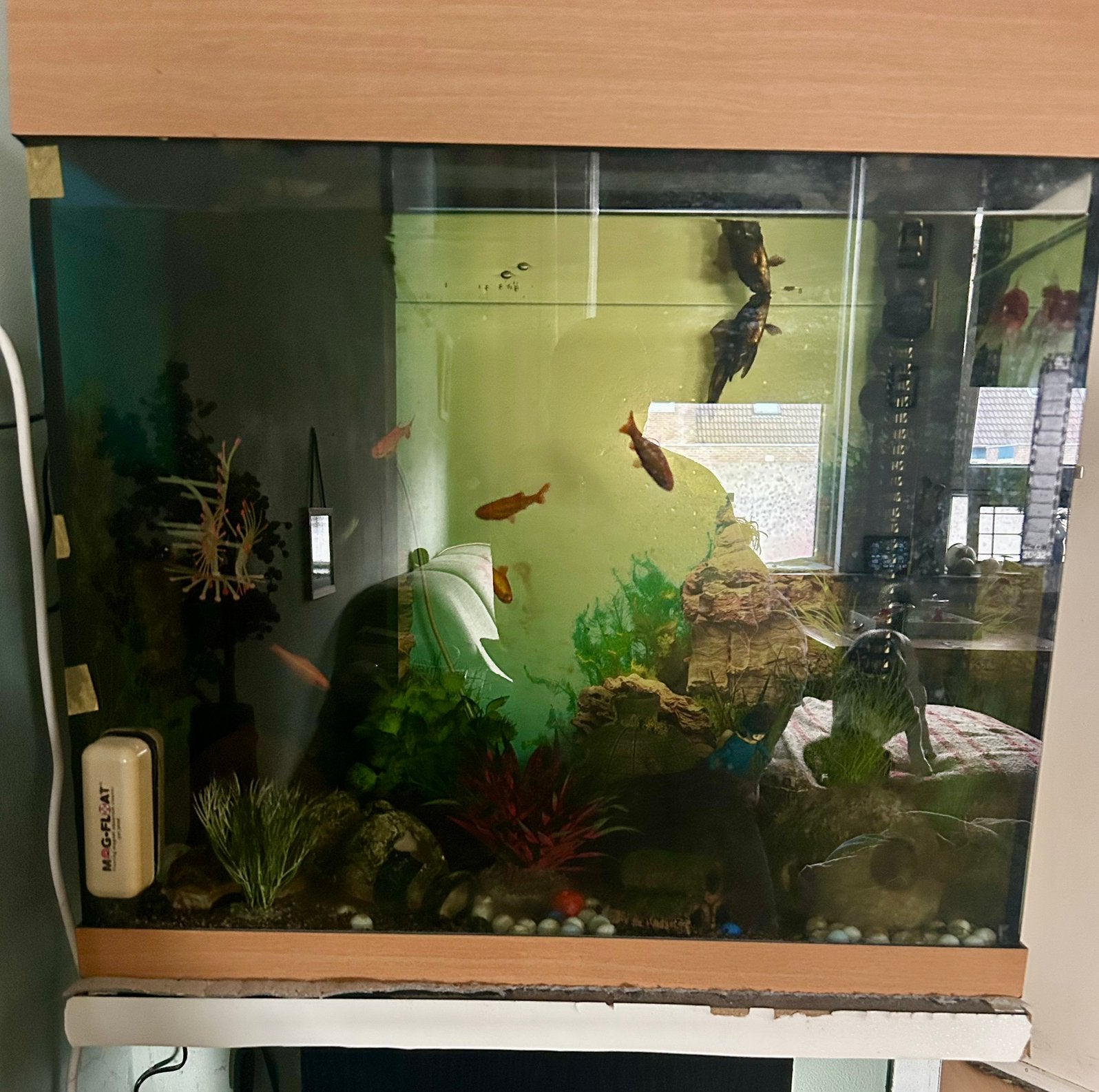Aquarium compleet incl vissen, Ophalen of Verzenden, Inclusief toebehoren, Gebruikt, Gevuld zoetwateraquarium
