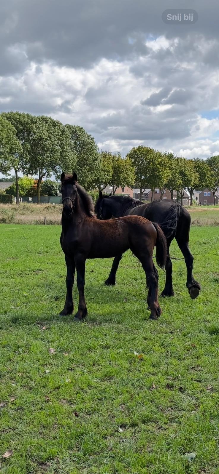 Fries merrieveulen Tiede 501 x Sipke 450, Merrie, Minder dan 160 cm, Met stamboom, Dressuurpaard