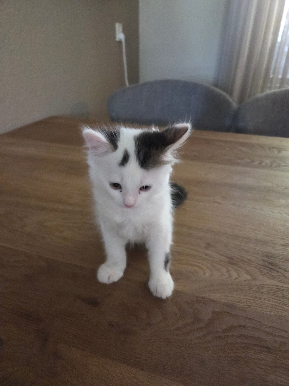 Lieve Kittens, Dieren en Toebehoren, Katten en Kittens | Overige Katten, Meerdere dieren