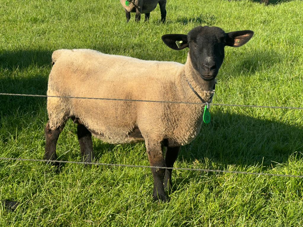 Mooie suffolk ooi stamboek, Dieren en Toebehoren, Schapen, Geiten en Varkens, Vrouwelijk, Schaap
