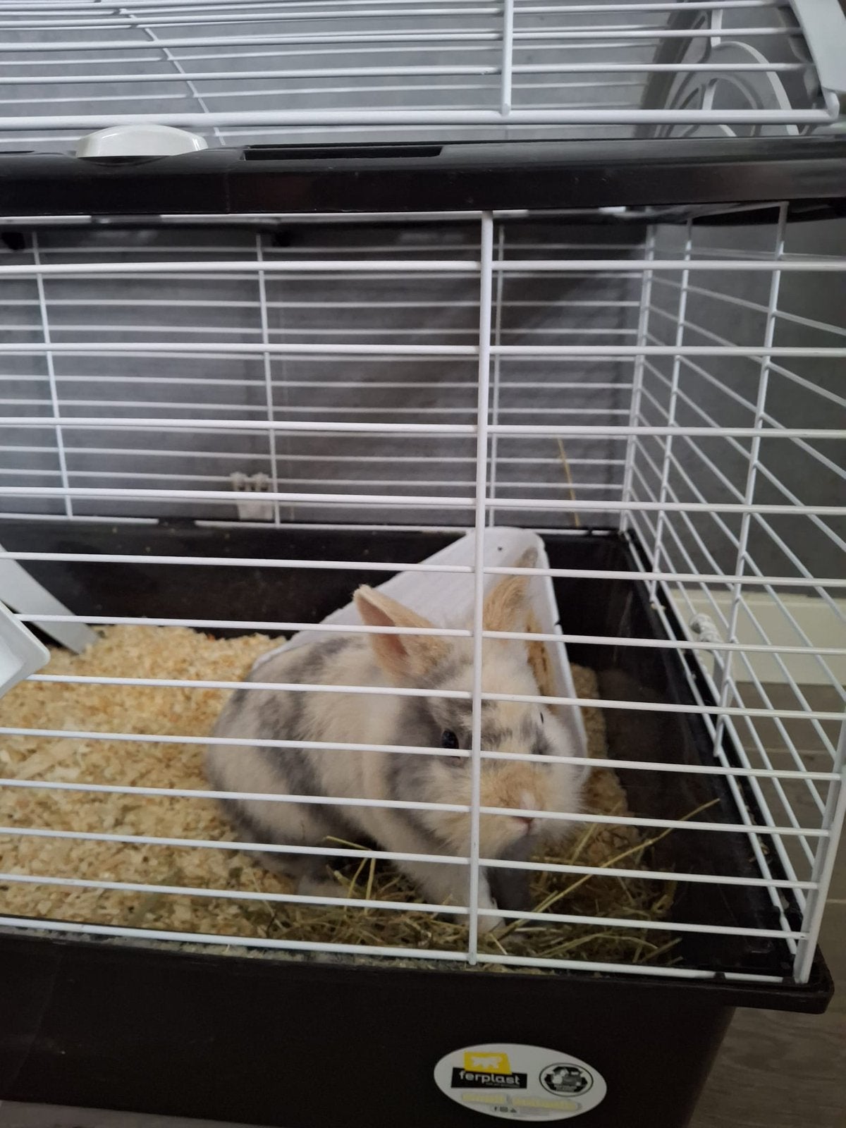 Te koop!! Superlief konijntje, Dieren en Toebehoren, Ophalen, Zo goed als nieuw, Hok, Minder dan 60 cm