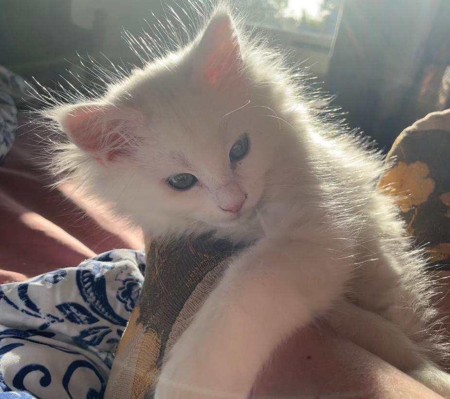 Kittens Maine Coon / Britse korthaar 2 katers / wit, Dieren en Toebehoren, Katten en Kittens | Raskatten | Langhaar, Kater, Ontwormd