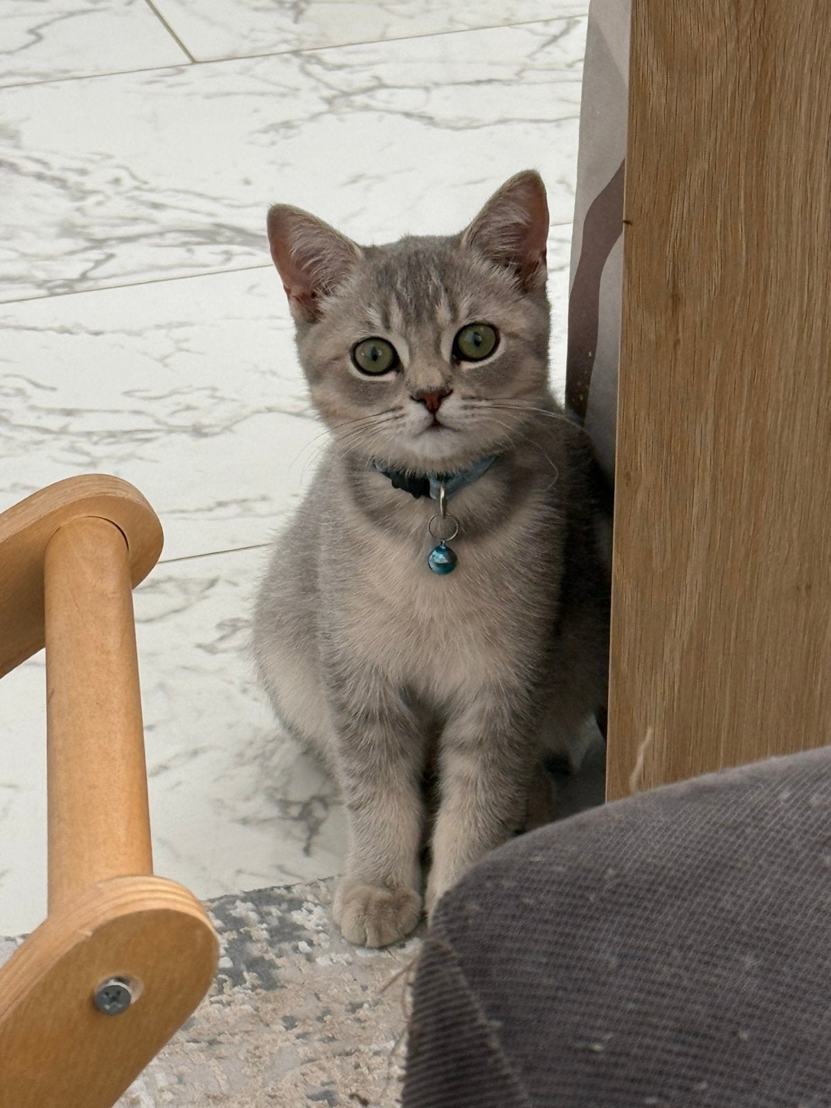 Britse korthaar Bleupoint kitten, Geslacht onbekend, Kortharig