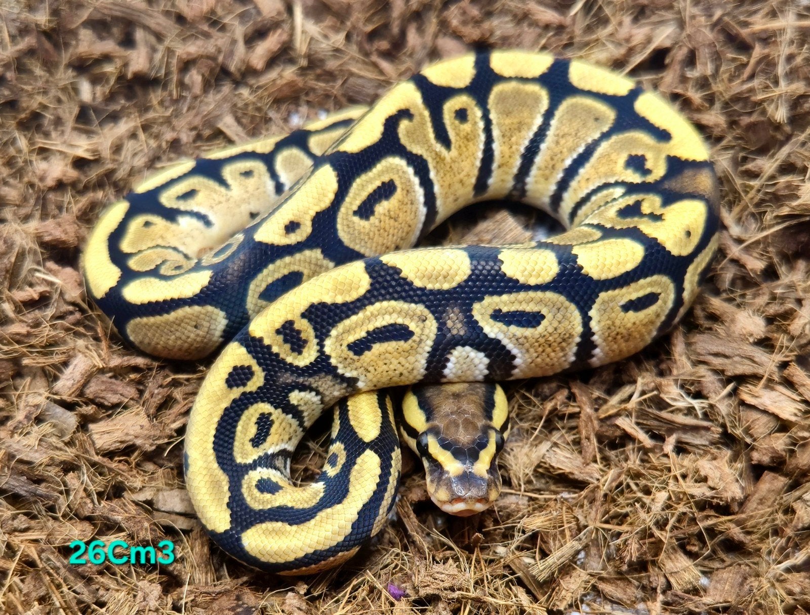 1.0 Fire het. Clown, Dieren en Toebehoren, Reptielen en Amfibieën, Slang, Tam, 0 tot 2 jaar