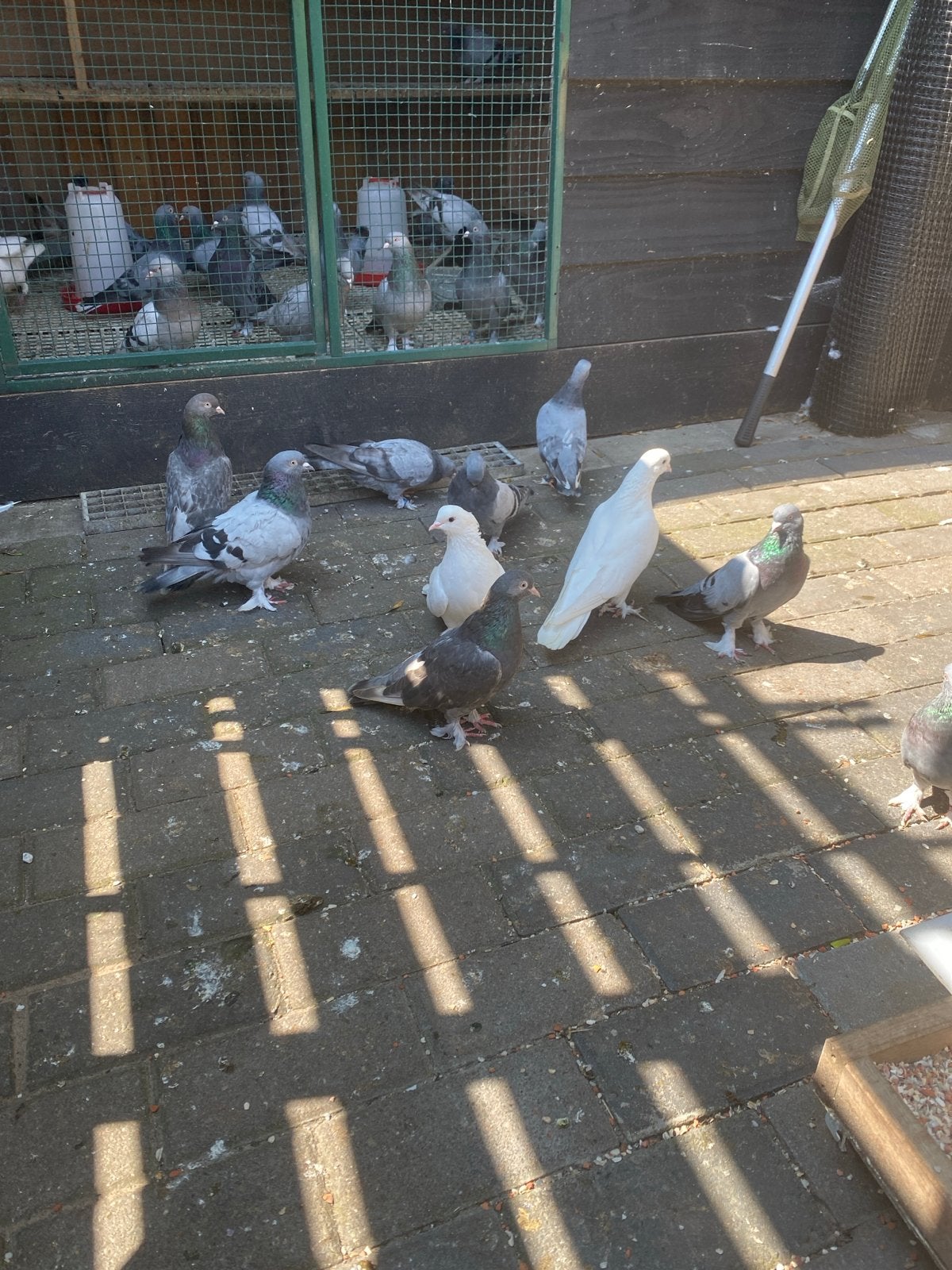 Takla düiven, Dieren en Toebehoren, Vogels | Duiven, Meerdere dieren, Postduif