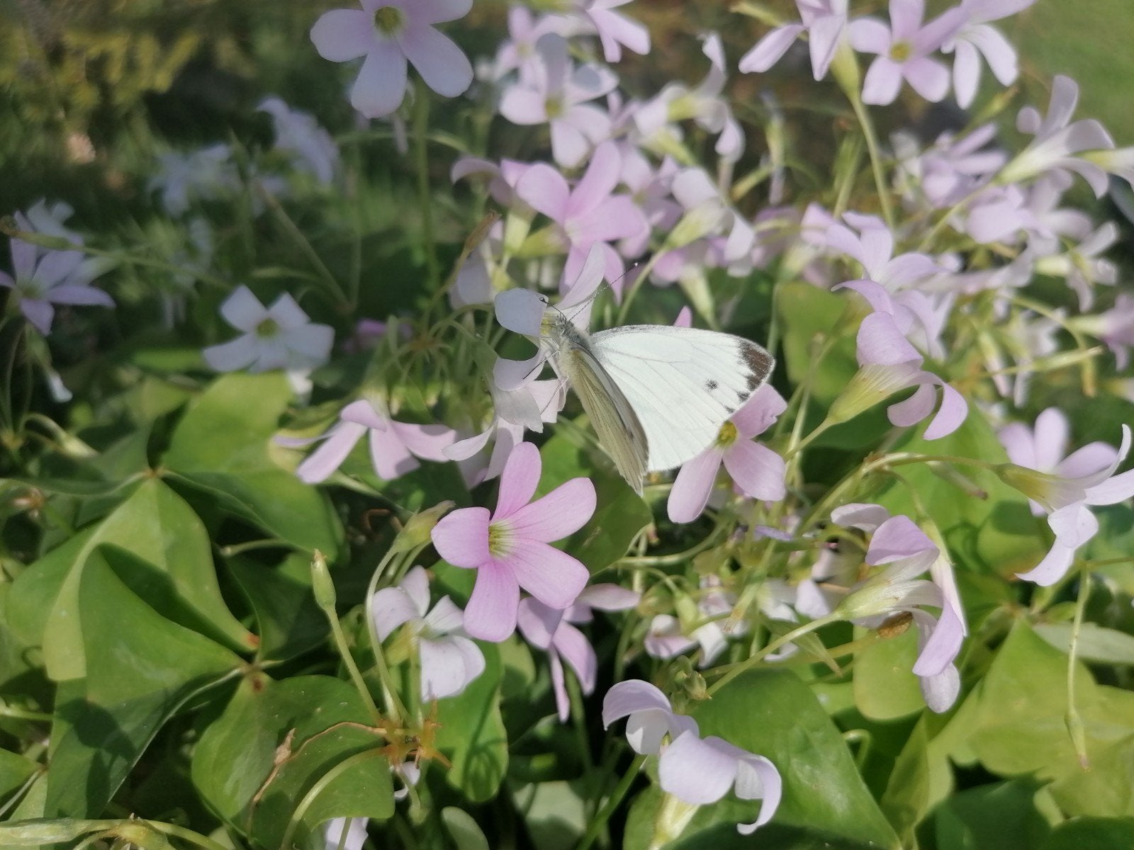 Oxalis triangularis fanny knolletjes te koop, Bloeiende kamerplant, Ophalen of Verzenden, Minder dan 100 cm