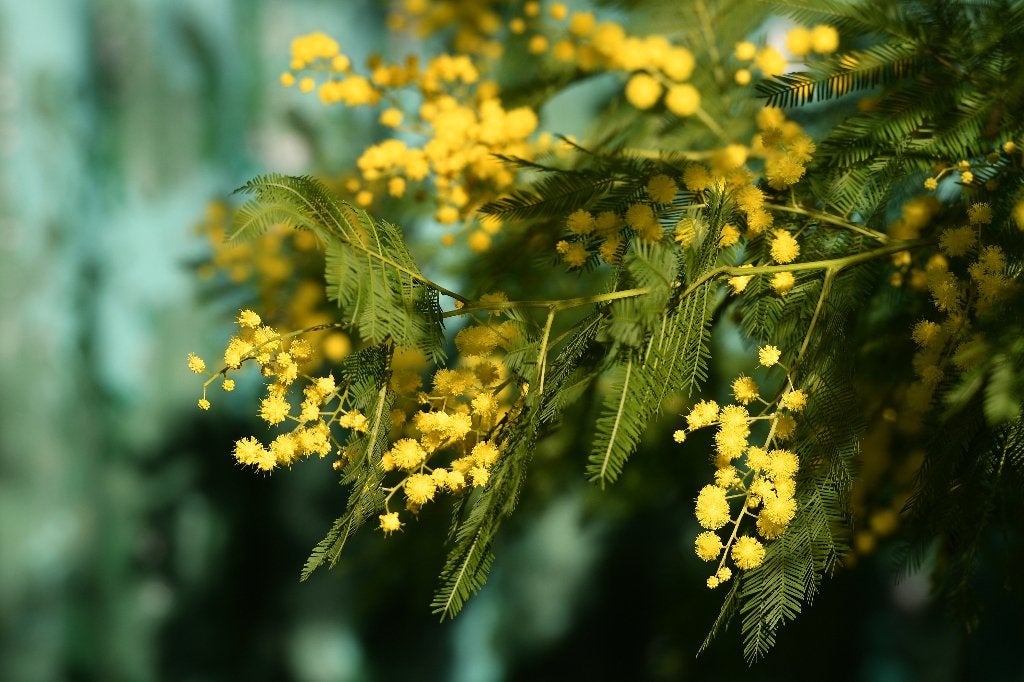 Acacia dealbata | Mimosa boom ca. 60cm hoog, Tuin en Terras, Planten | Bomen, Minder dan 100 cm, Volle zon, In pot, Overige soorten