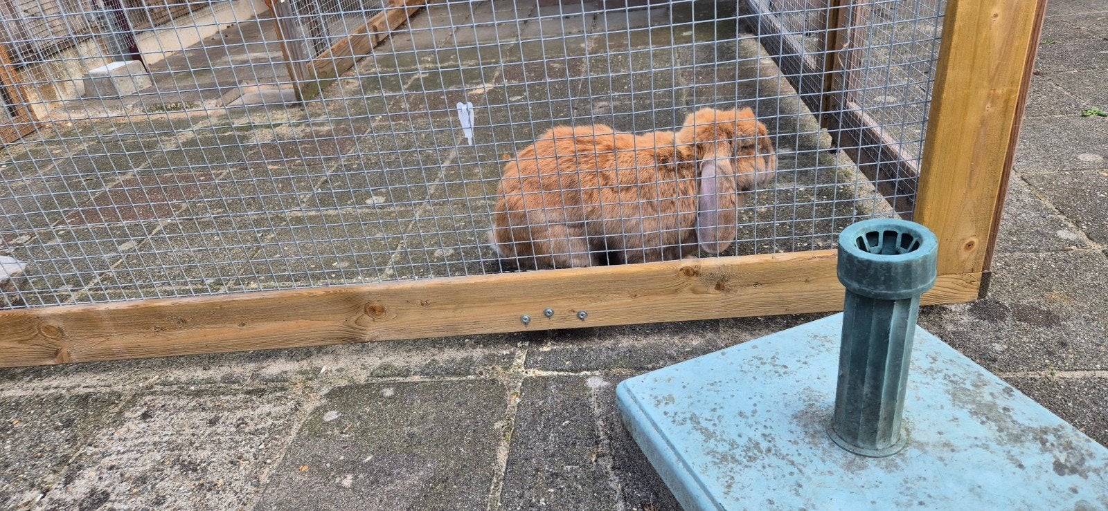 gecastreerde franse hangoor 2 jaar, Dieren en Toebehoren, Mannelijk