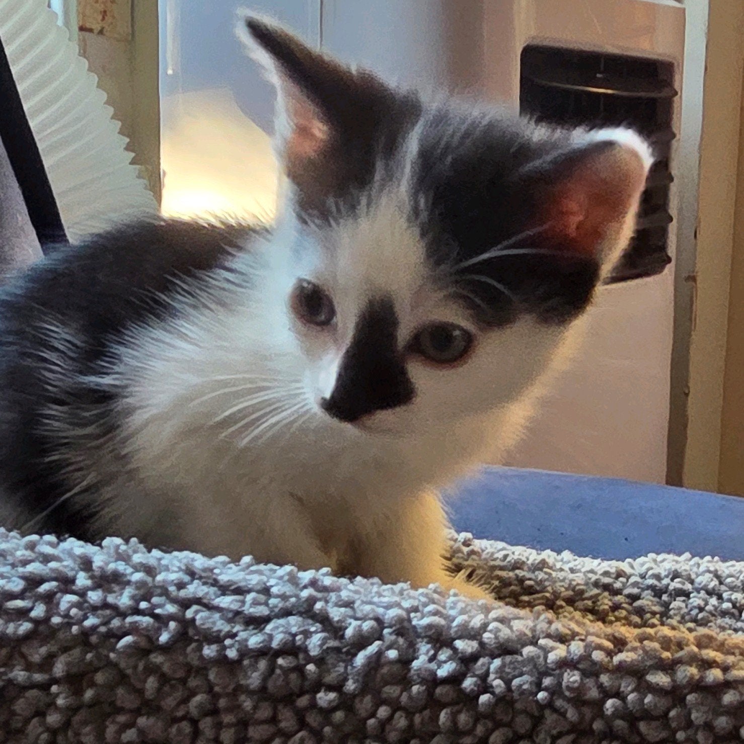 lief europees kitten poesje, Dieren en Toebehoren, Katten en Kittens | Overige Katten, Poes