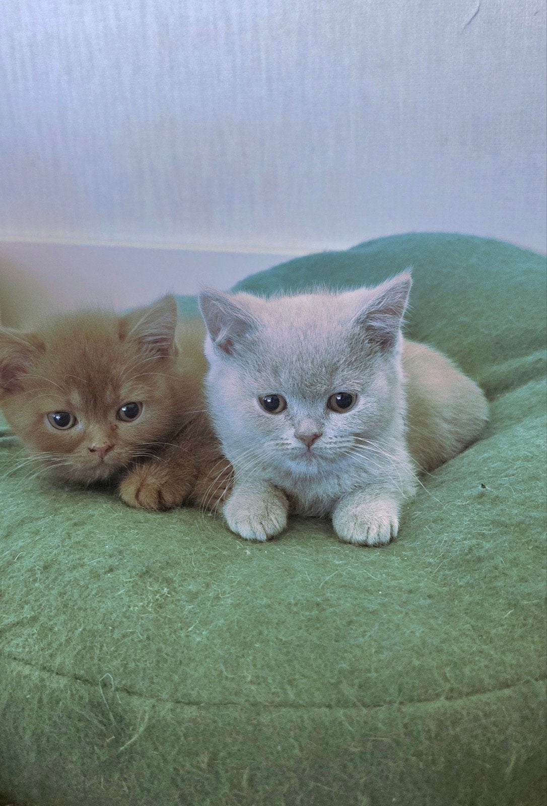 Foto 6 van Wij mogen verhuizen! Prachtige kittens met stamboom