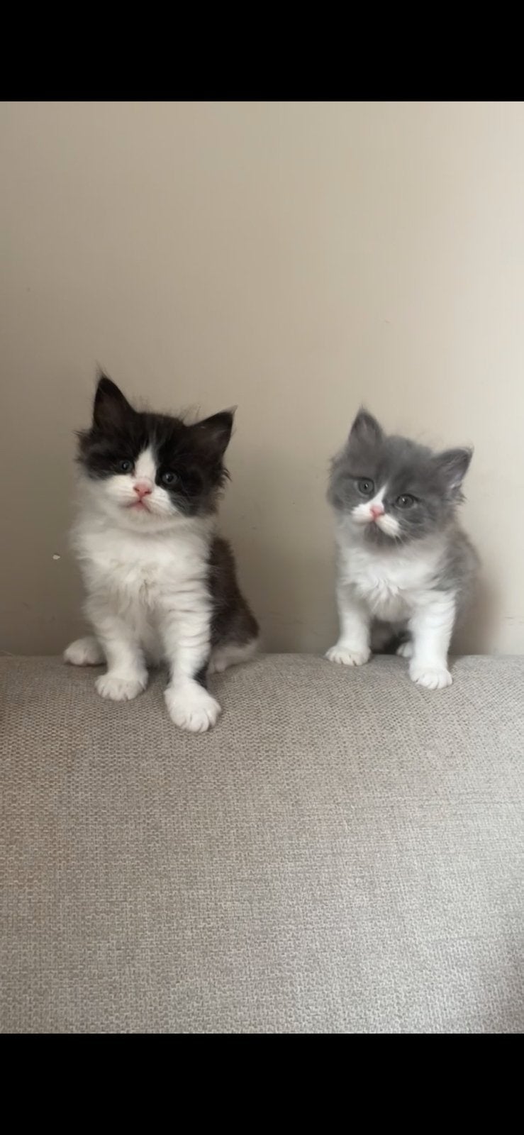 Prachtige Ragdoll x Britse korthaar kittens, Dieren en Toebehoren, Katten en Kittens | Raskatten | Langhaar, Meerdere dieren, Ontwormd