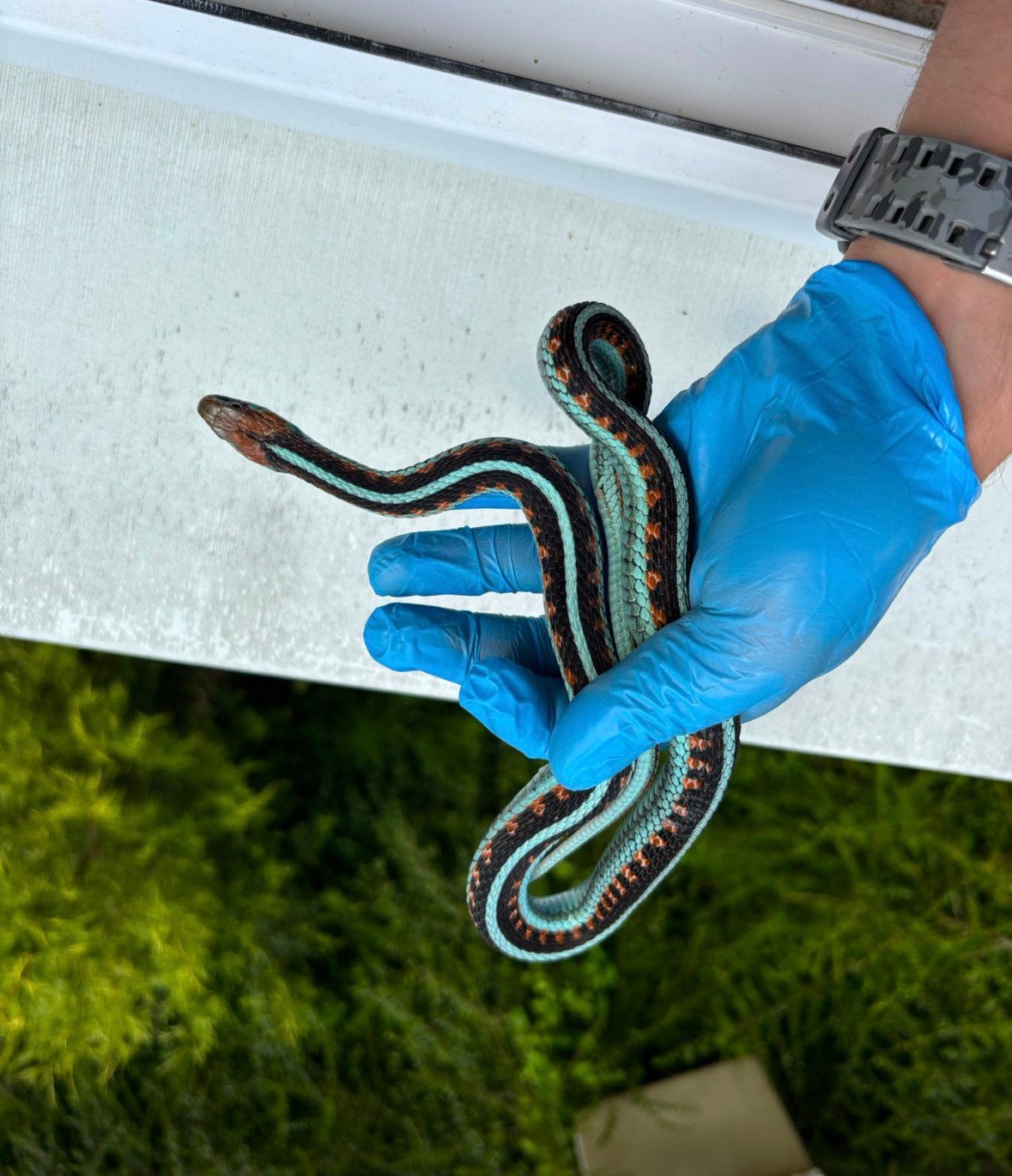 Ik ben zoek naar Thamnophis sp., Natrix sp.
