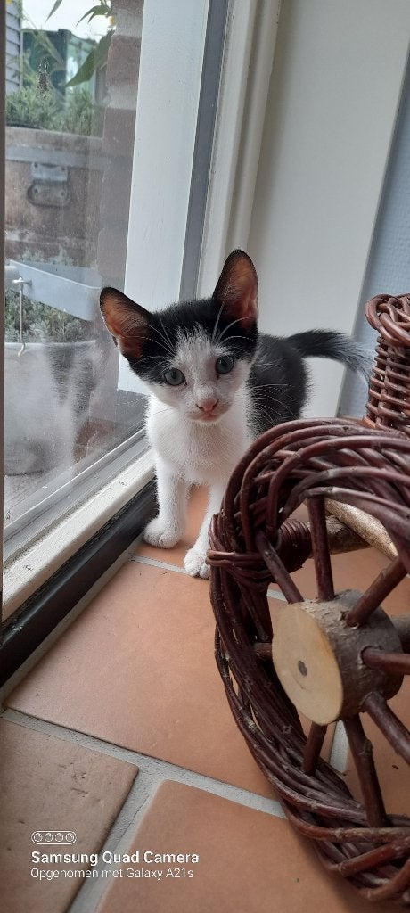 Kittens te koop, Meerdere dieren, Ontwormd, 0 tot 2 jaar