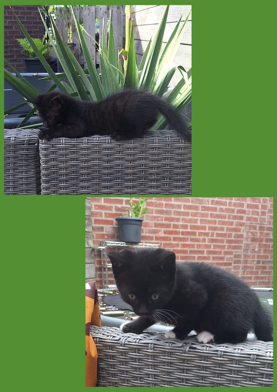 Kittens( Moeder: Bengaals, Vader: Tuxedo-kat), Meerdere dieren, Ontwormd, 0 tot 2 jaar