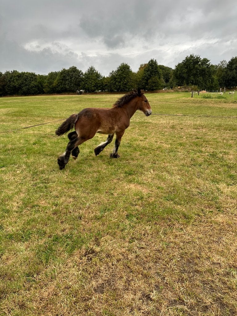 Trekpaard merrieveulen, Dieren en Toebehoren, Merrie, Met stamboom, 0 tot 2 jaar