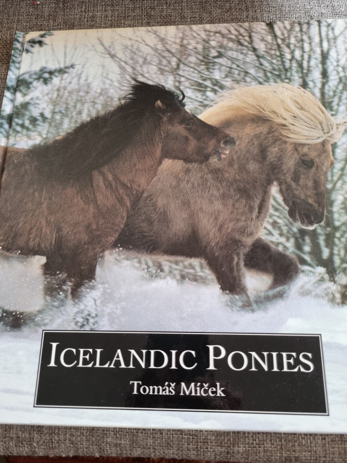 IJslanders, icelandic ponies, Micek, Ophalen of Verzenden, Nieuw