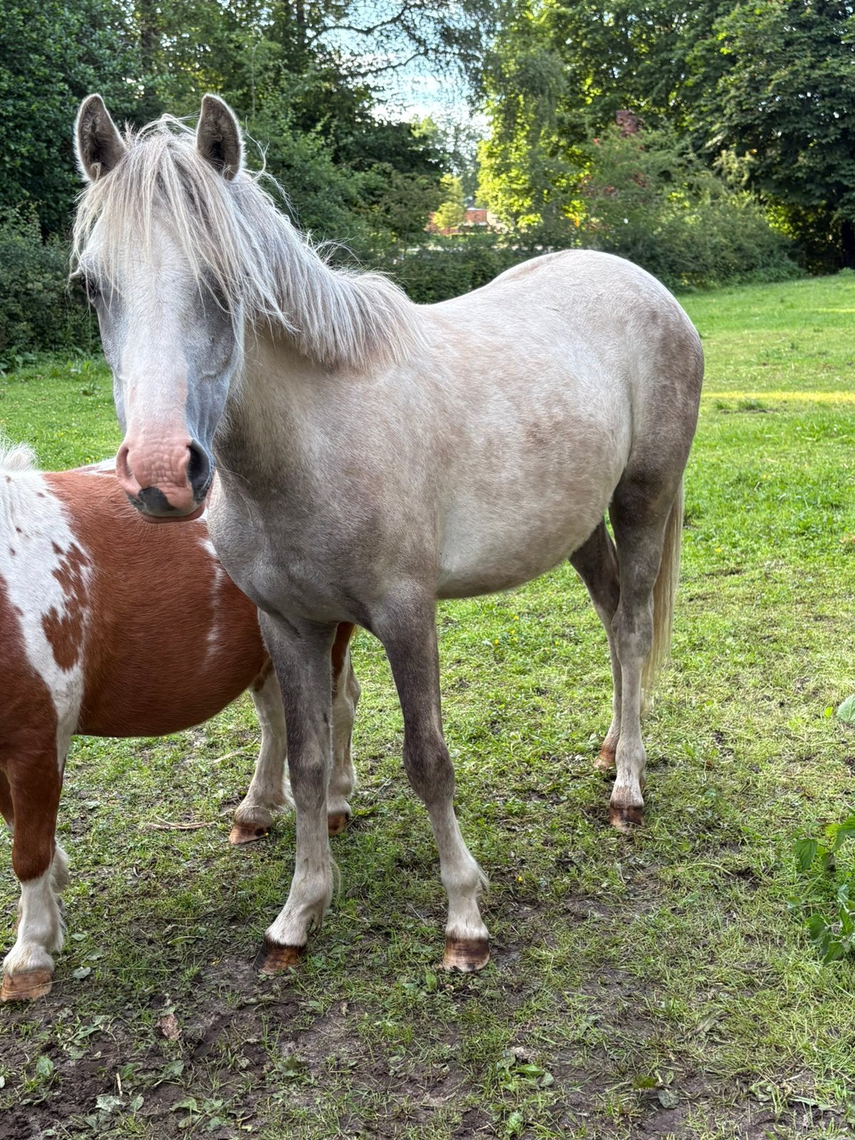 Welsh pony A merrie, Dieren en Toebehoren, Pony's, Merrie, A pony (tot 1.17m), Met stamboom