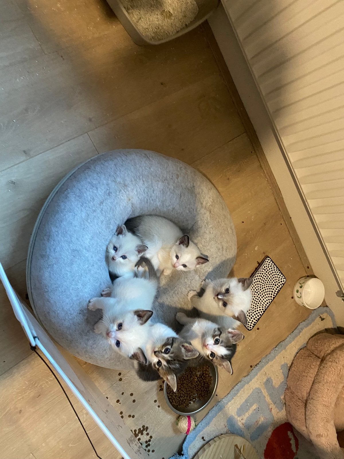 Ragdoll kruising kittens te koop, Meerdere dieren